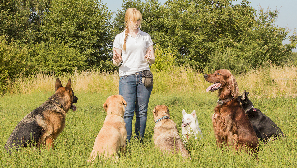 how many training sessions does a dog need