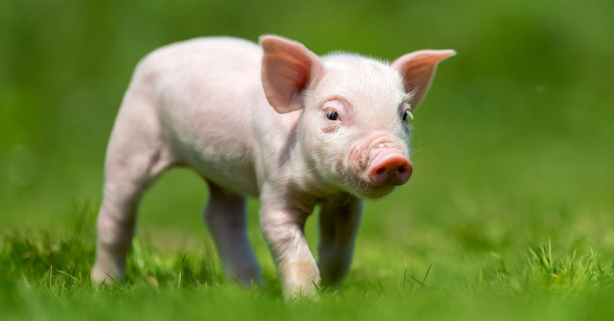 pet piglet