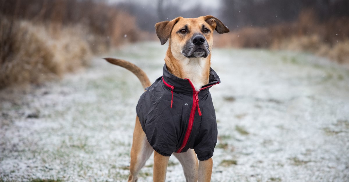 do dogs need paw protection snow