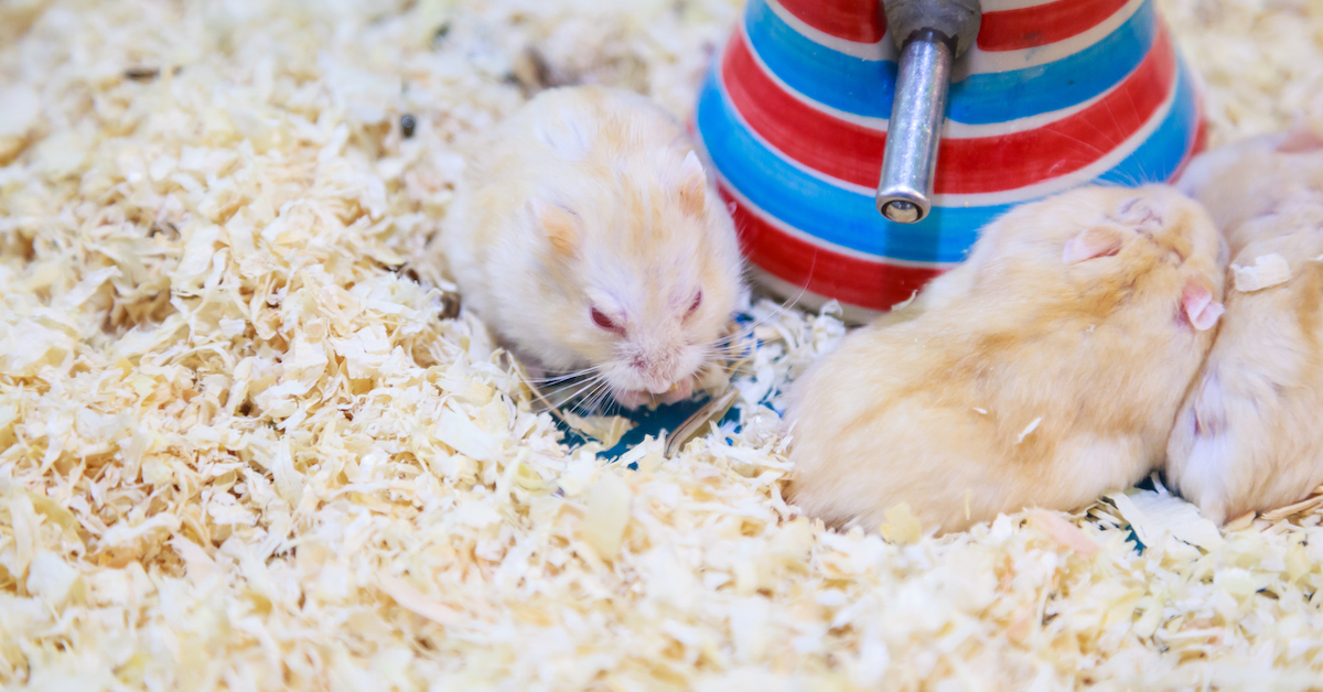How to Care for a Pet Campbell's Dwarf Hamster