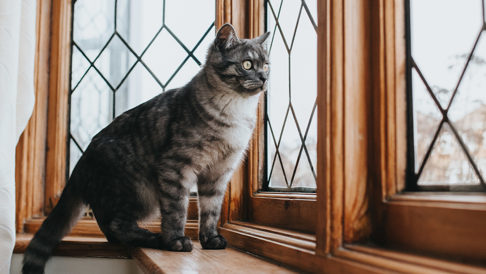 What Is Cat Chattering & Why Do They Do It?