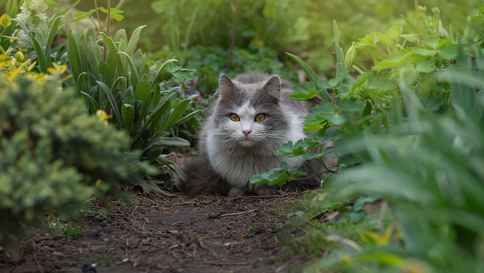Put A “Paws” On Hunting: Keep Cats Safe From Rodent-Carried Disease